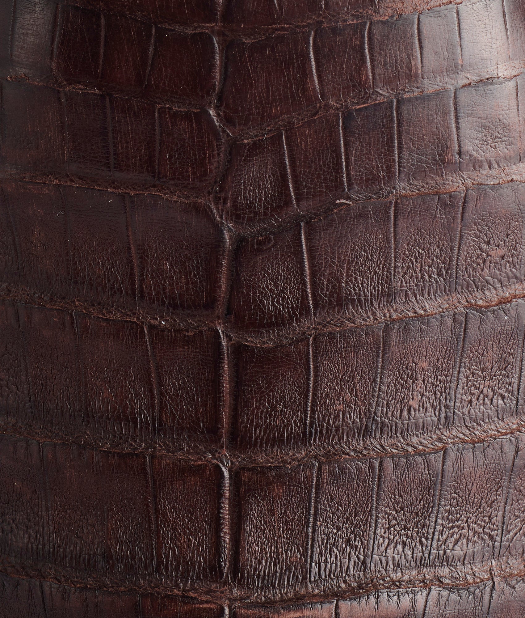 Rowdy Caiman :: Chocolate - Image 8