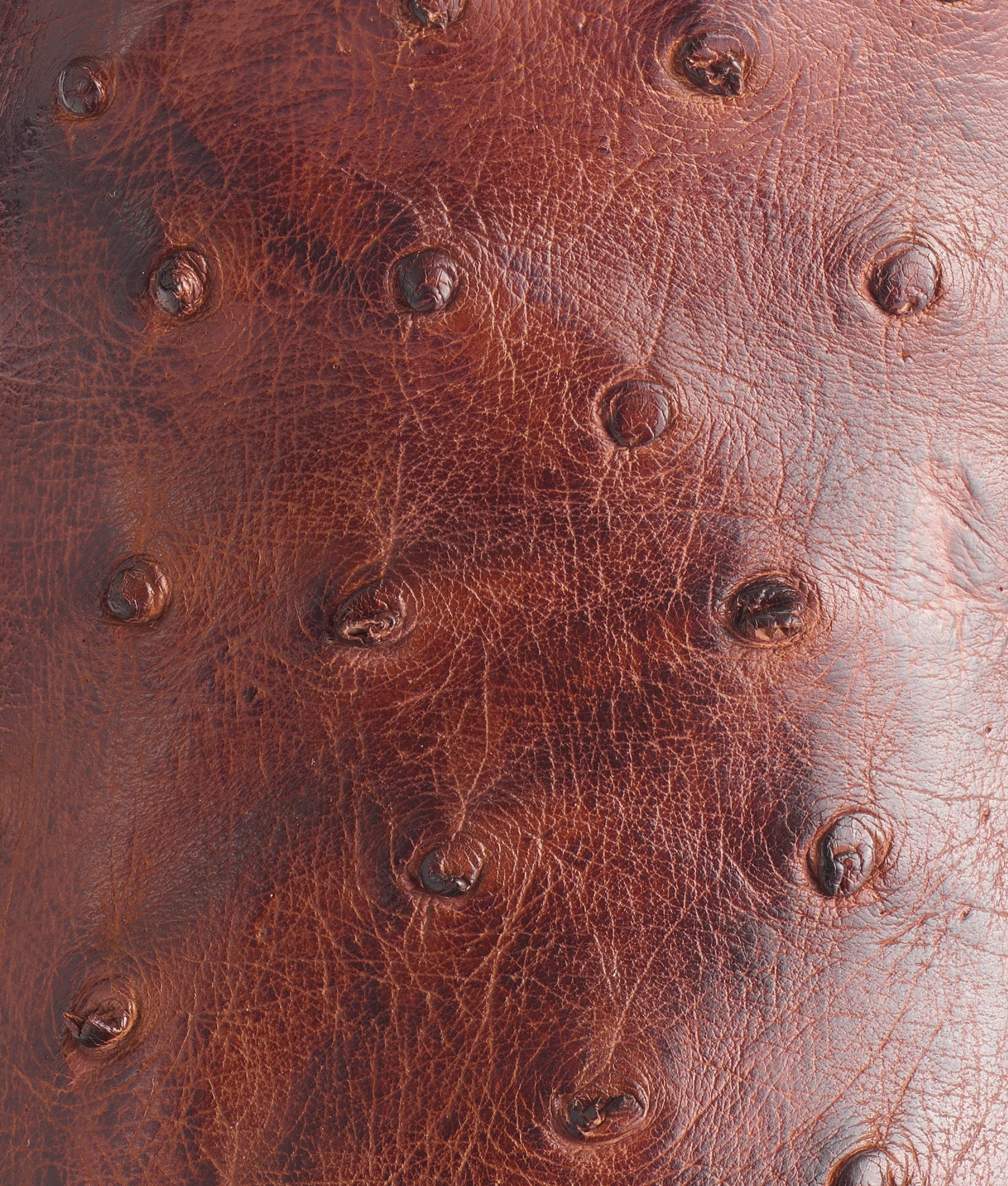 Elgin :: Chocolate - Image 8