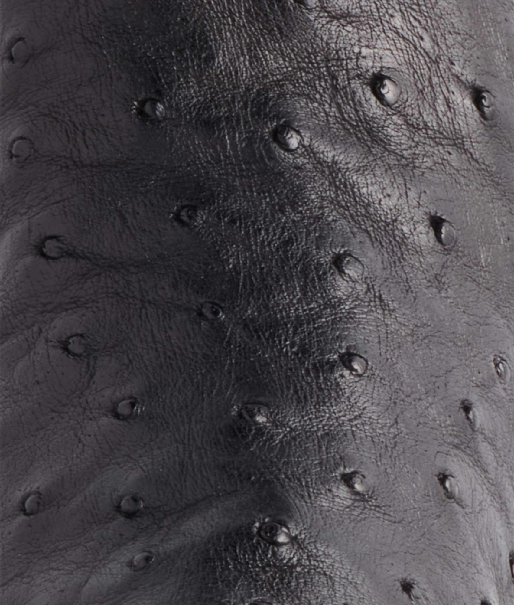 Saltillo Tall Exotic :: Black - Image 8