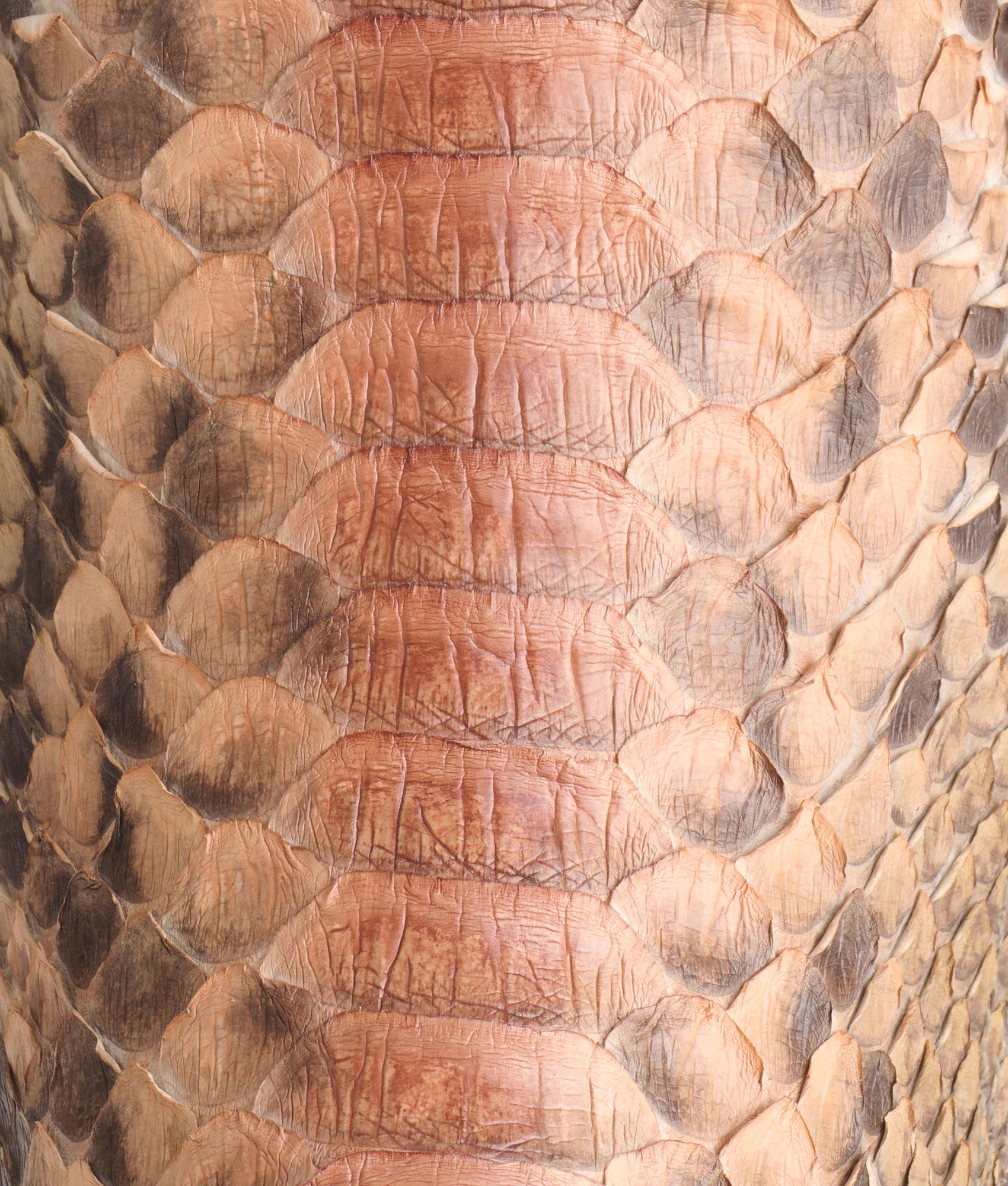 Loveless :: Tan - Image 8